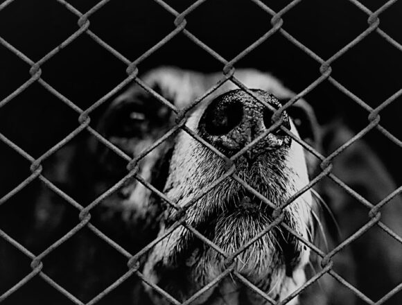 Yulin 2017, Φεστιβάλ σκυλίσιου κρέατος: Η δίαιτα της θρησκείας σου, η αμαρτία της δικής μου